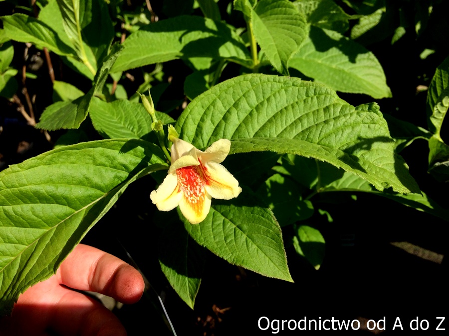 Krzewuszka Middendorfa 'Mango' z pewnością wyróżnia się bladożółtymi kwiatami z wyraziściej zabarwionym środkiem