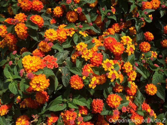 Kwiaty na stanowisko słoneczne