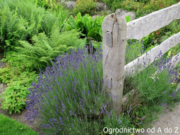 Lawenda wąskolistna