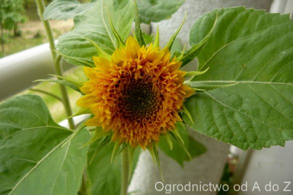 Słonecznik ozdobny ‘Sonnengold’