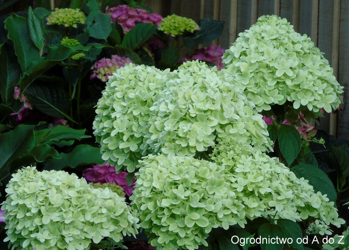 Hortensja bukietowa 'Limelight'