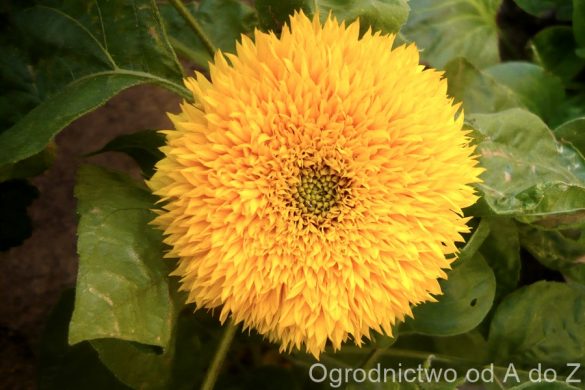 Słonecznik zwyczajny ‘Teddy Bear’