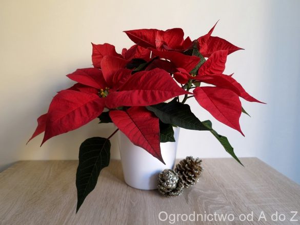Pielęgnacja gwiazdy betlejemskiej