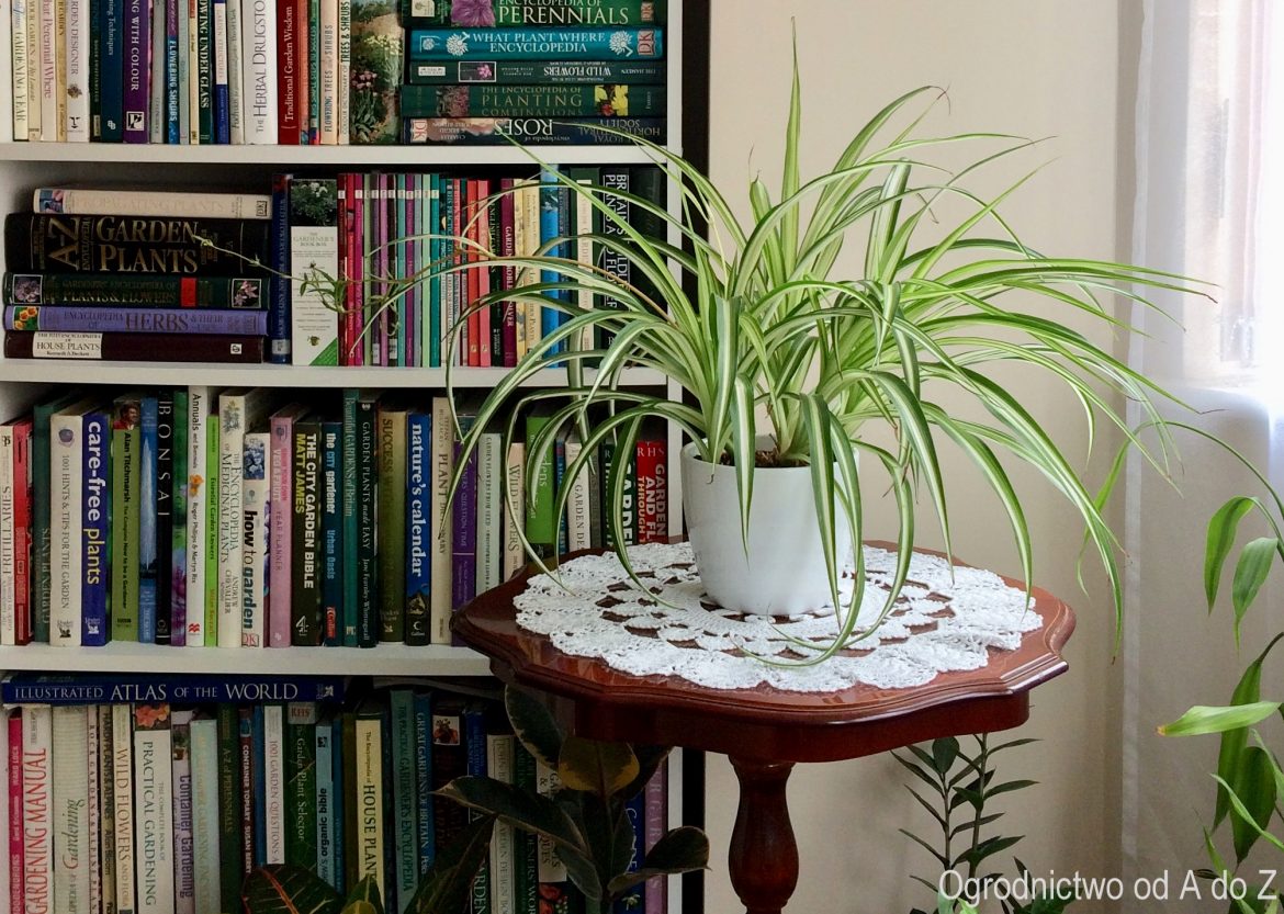 Książki z mojej półki...