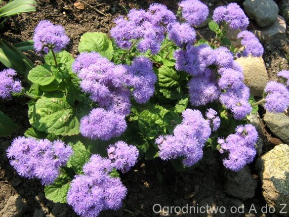 Żeniszek meksykański