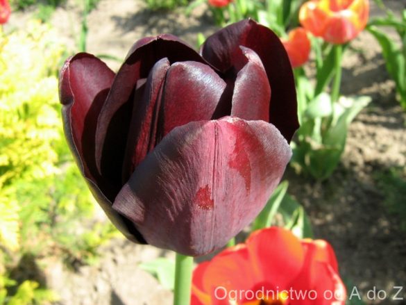 Tulipan ‘Queen of Night’