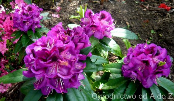 Rododendron ‘Bariton’