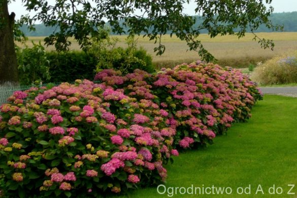 Hortensja ogrodowa