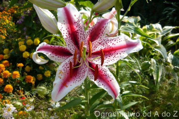 Lilia orientalna ‘Dizzy’