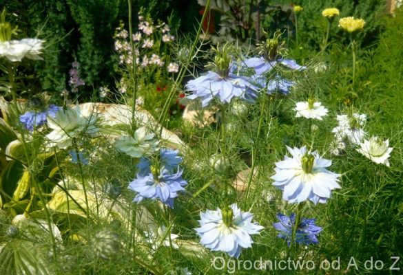 Czarnuszka damasceńska