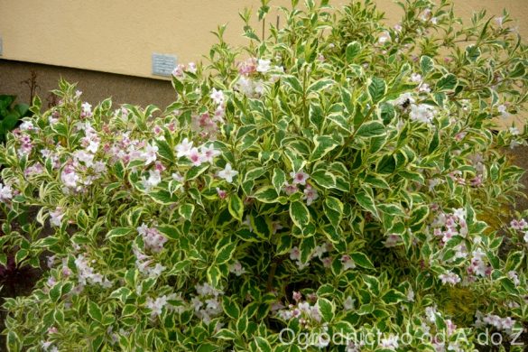 Krzewuszka cudowna ‘Nana Variegata’