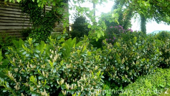 Laurowiśnia wschodnia