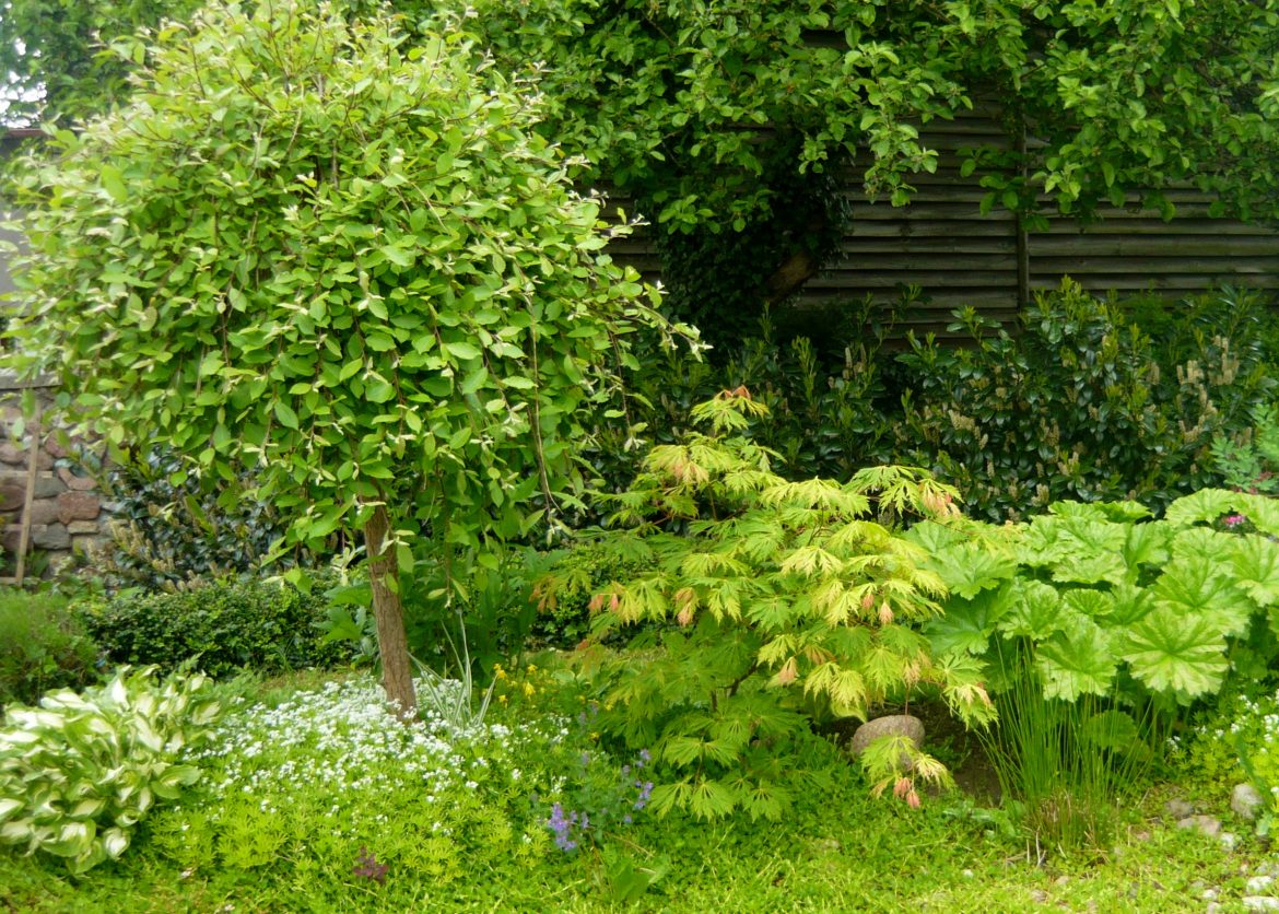 Wierzba iwa 'Pendula' cięcie