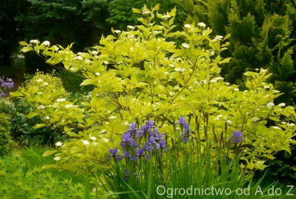 Dereń biały ‘Aurea’