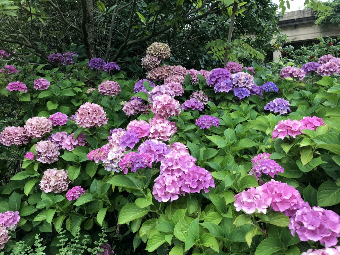 Hydrangea macrophylla