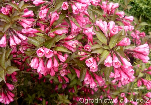 Krzewuszka cudowna 'Minor Black'