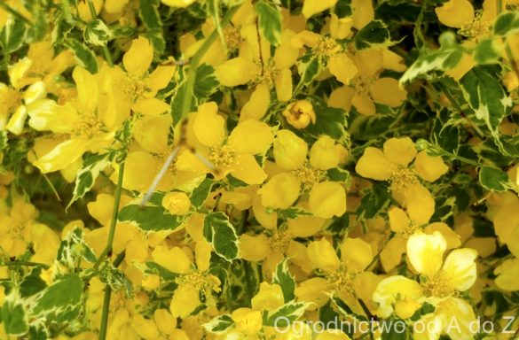 Złotlin japoński ‘Picta’