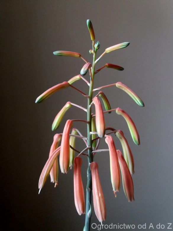 Aloes ościsty