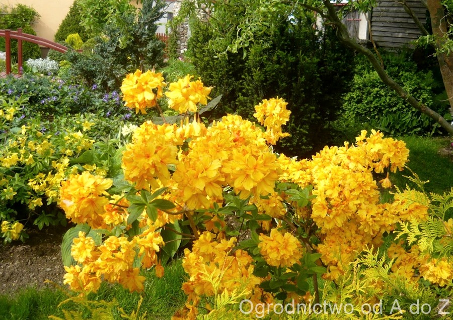 Azalia wielkokwiatowa ‘Sunte Nectarine'