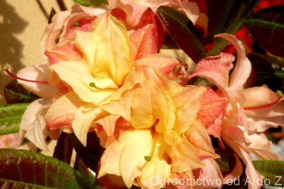 Azalie wielkokwiatowe