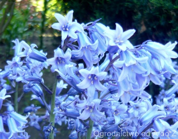 Cebulica dzwonkowata