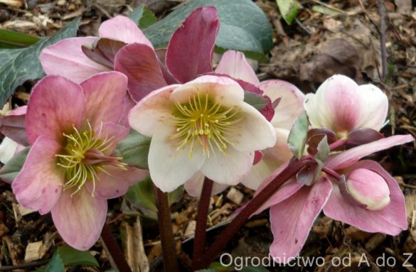 Ciemiernik 'Winter Moonbeam'