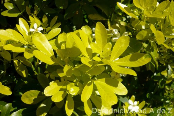 Czojsia trójlistkowa ‘Sundance’