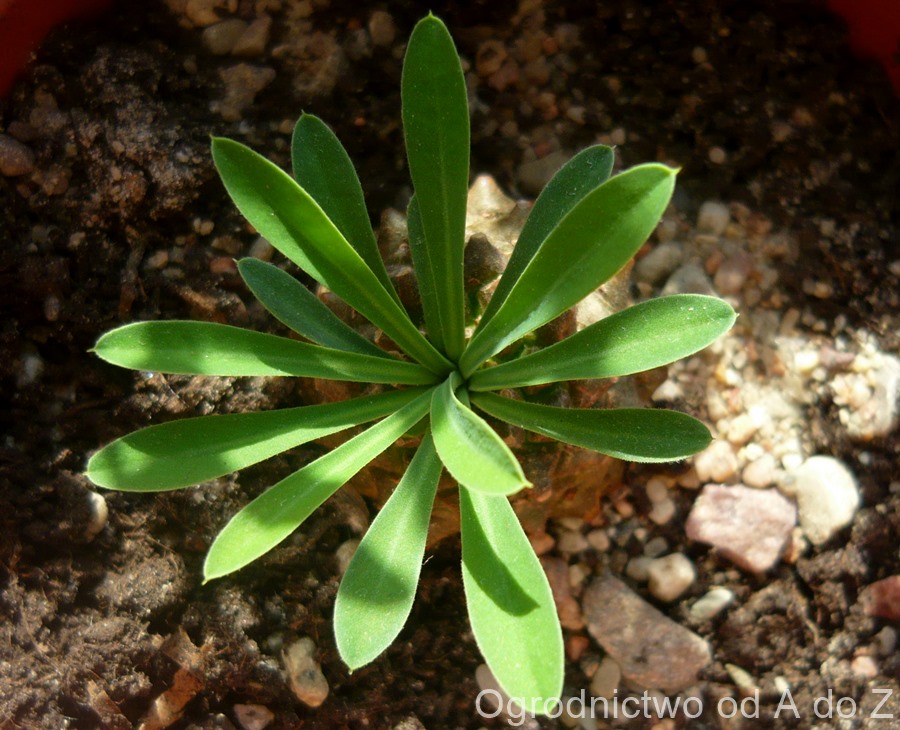 Euphorbia suzannae x bupleurifolia