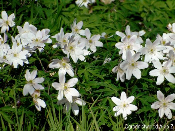 Anemone nemorosa