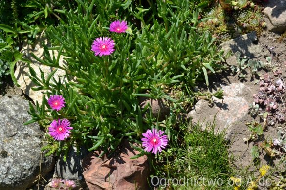 Delosperma Coopera