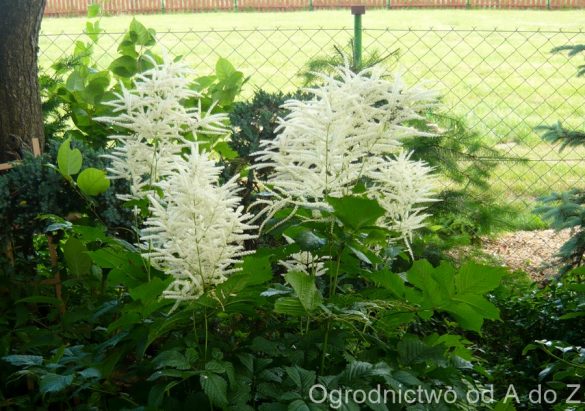 Parzydło leśne kwiaty