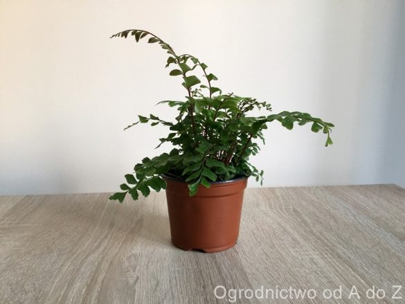 Didymochlena wyniosła