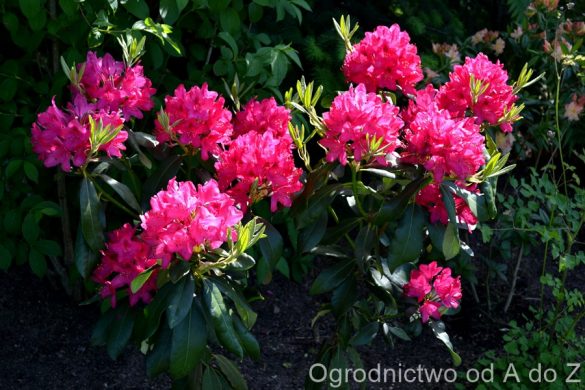 Rózanecznik Nova Zembla