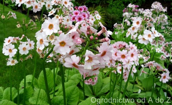 Pierwiosnek japoński