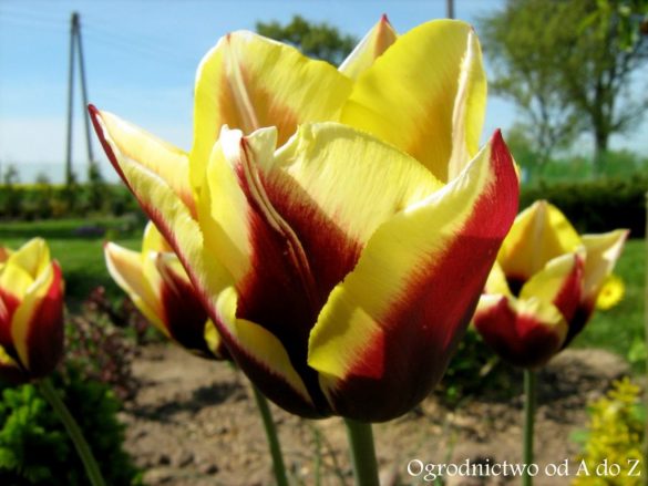 Tulipan Triumph ‘Gavota’