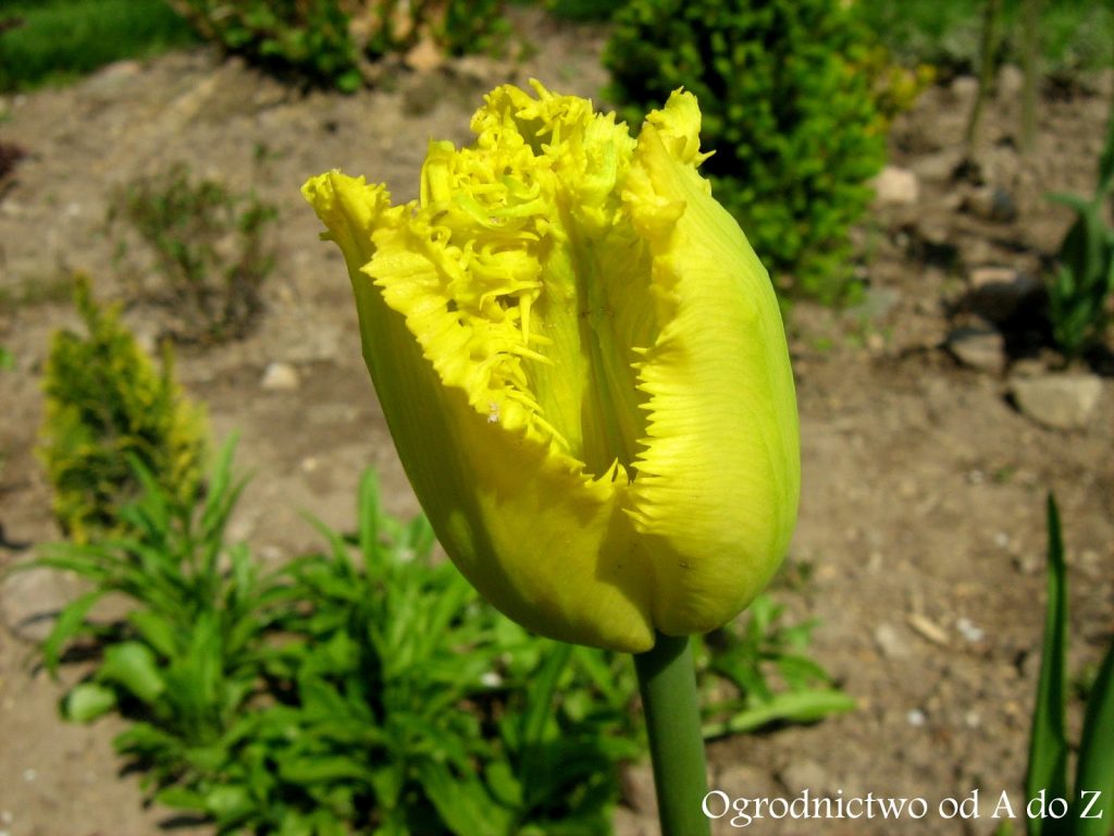 Tulipan fryzowany (strzępiasty) ‘Hamilton’ 