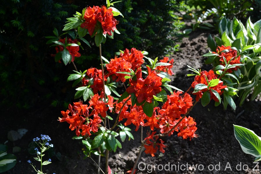 Azalia 'Nabucco' w sprzyjających warunkach może osiągać do 2 m wysokości i charakteryzuje się wzniesionym pokrojem, z czasem bardziej kulistym. Jej ciemnoczerwone, lejkowate kwiaty tworzą półkuliste kwiatostany.