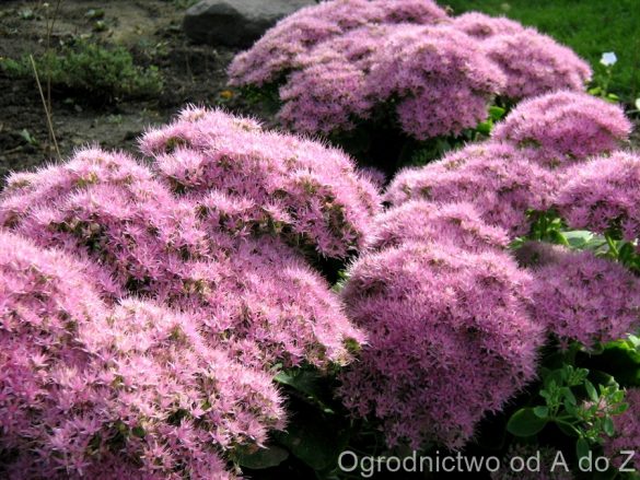 Rozchodnikowiec okazały