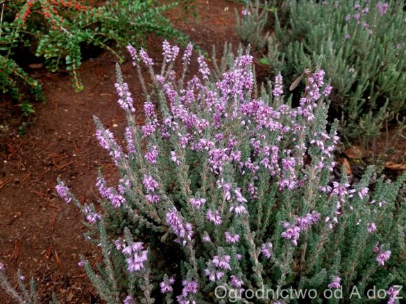 Wrzos zwyczajny 'Silver Knight'