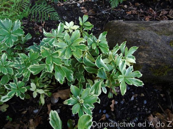 Runianka japońska ‘Variegata’ Runianka japońska ‘Variegata’