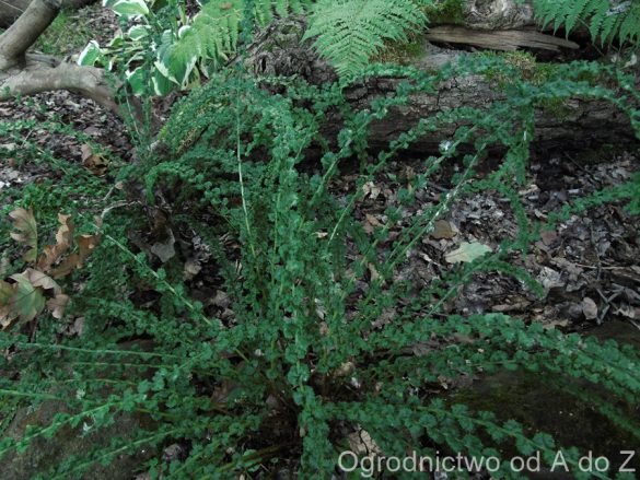 Wietlica samicza ‘Frizelliae’