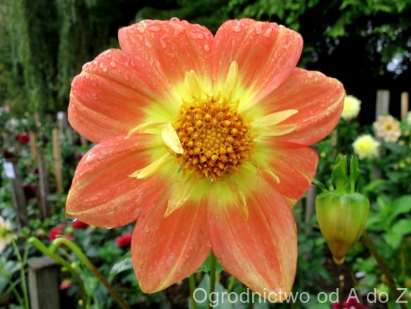 Dalia 'Trelyn Rebecca'