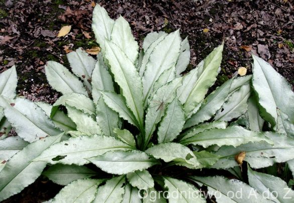 Miodunka ‘Diana Clare’