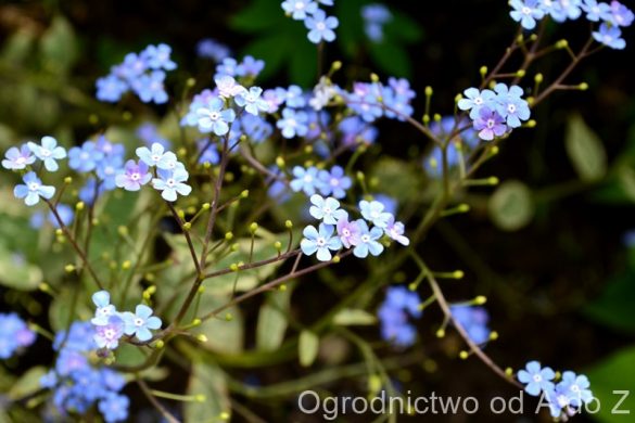 Brunera wielkolistna