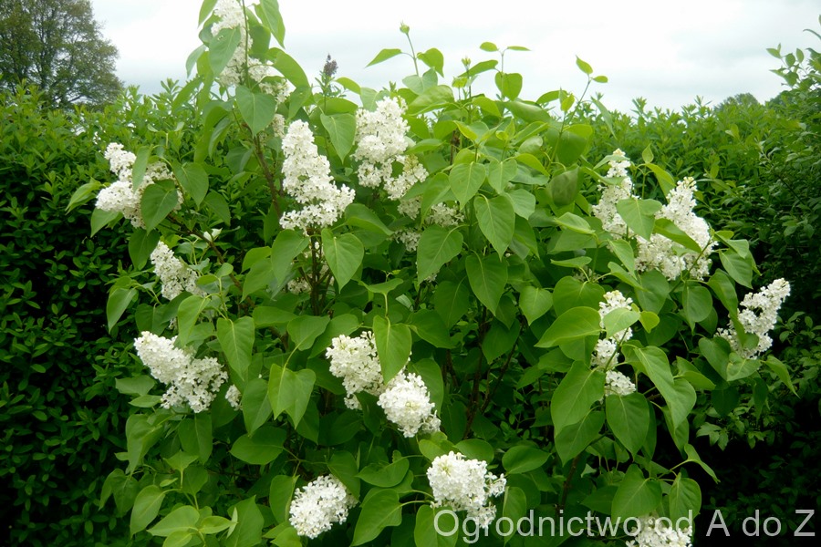 Lilak- białe kwiaty 