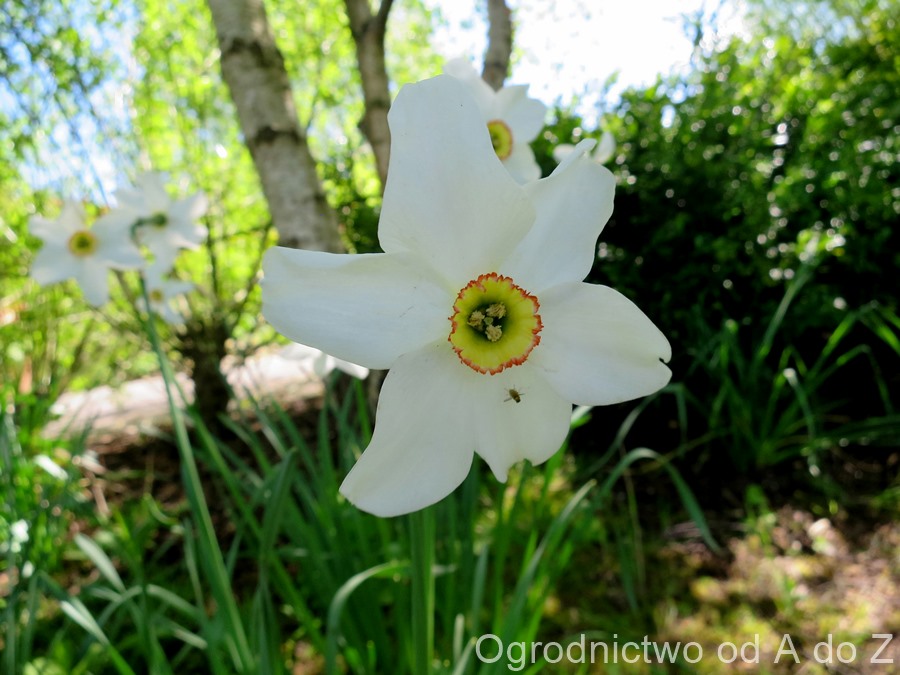 Narcissus poeticus var. recurvus