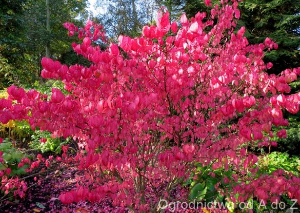 Trzmielina oskrzydlona