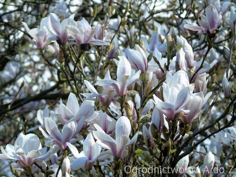 Magnolia pośrednia