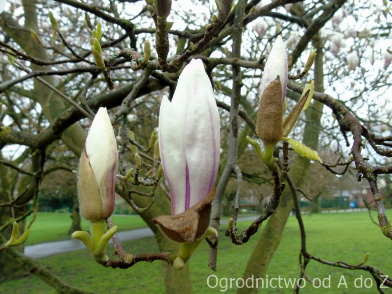 Magnolia pośrednia- rozwijające się kwiaty