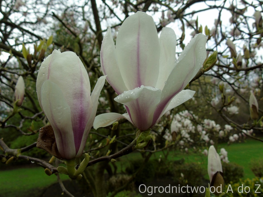 Magnolia pośrednia w okresie kwitnienia